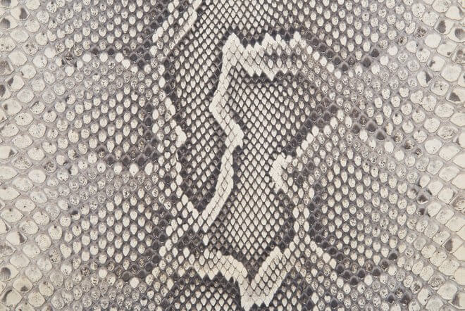 Cuir de serpent : Python