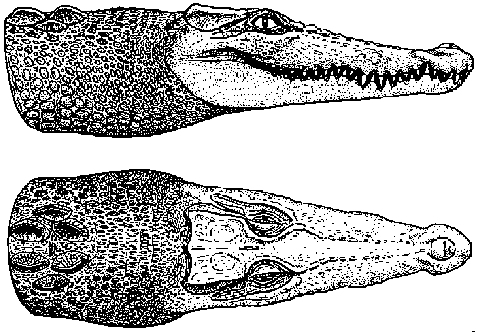 crocodile porosus