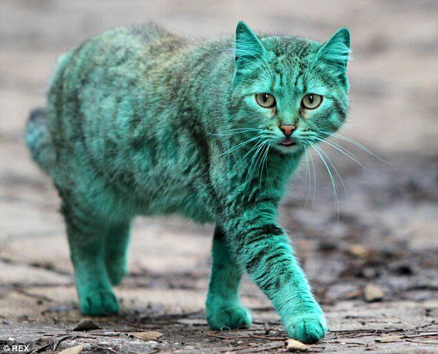 chat vert inventé par le green marketing